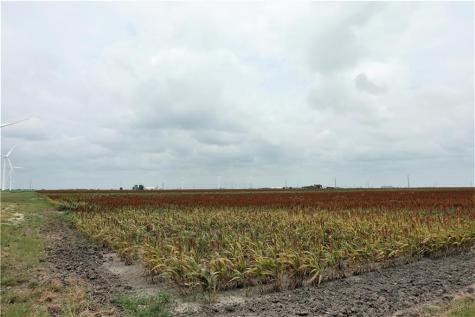 0000 Highway 181 Creek 1612 Creek 3567 Taft TX 78390